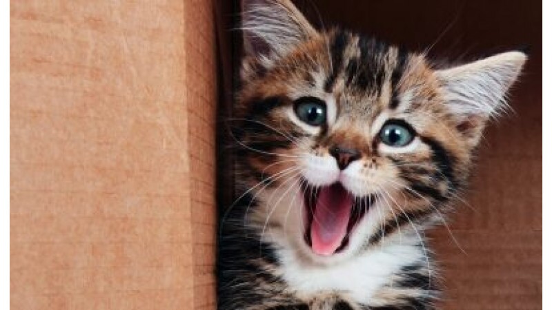 Rinotraqueíte viral felina